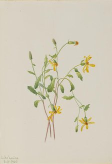 Alpine Ragwort (Senecio species), 1905. Creator: Mary Vaux Walcott.