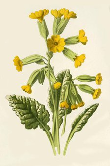 'Cowslip', 1877. Creator: Frederick Edward Hulme.