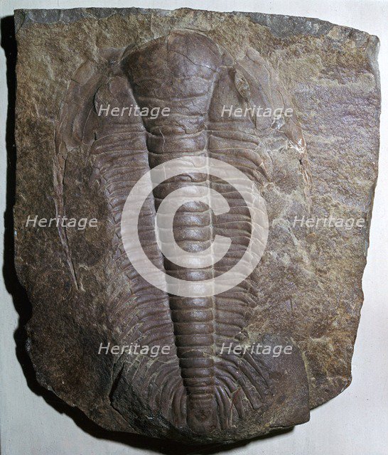 Fossil trilobite. Artist: Unknown