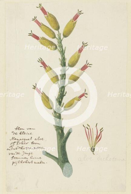 Aloe dichotoma Masson (Quiver tree or Kokerboom), 1777-1786. Creator: Robert Jacob Gordon.