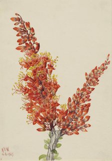 Ocotillo (Fouquieria splendens), 1927. Creator: Mary Vaux Walcott.
