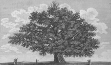 'The Penshurst Oak', 1794. Artist: Unknown.