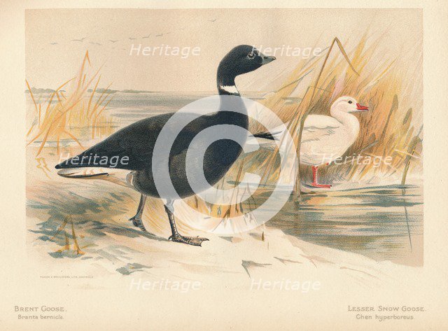 'Brent Goose (Branta bernicla), Lesser Snow Goose (Chen hyperboreus)', 1900, (1900). Artist: Charles Whymper.
