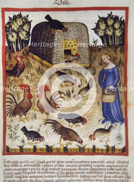 Roosters, 14th century.  Creator: Unknown.