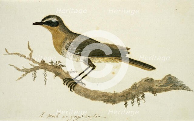Cossypha caffra (Cape robin-chat), 1777-1786. Creator: Robert Jacob Gordon.