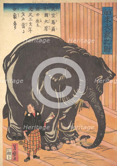 View of the Large Imported Elephant, 1863 (Bunkyo 3, 4th month). Creator: Taguchi Yoshimori.