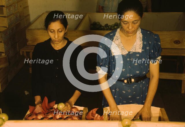 Sorting and packing tomatoes at the Yauco Cooperative Tomato Growers Association, Puerto Rico, 1942. Creator: Jack Delano.