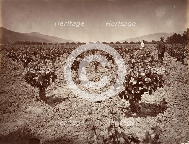 Vineyard of Camulos Ranch, 1876, printed ca. 1876. Creator: Carleton Emmons Watkins.