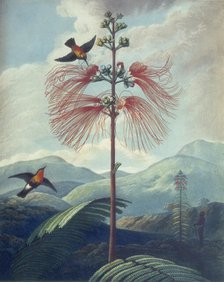 Large Flowering Sensitive Plant: Mimosa grandiflora, 1807.  Creator: Unknown.