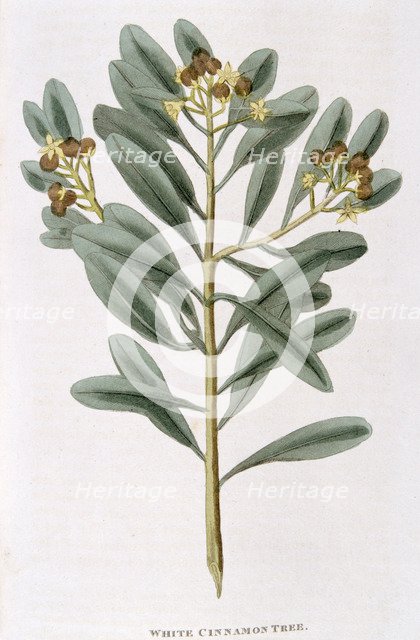 Sprig of white cinnamon (Canella alba), 1823. Artist: Unknown