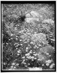Adirondack mountain wildflowers, c1902. Creator: William H. Jackson.