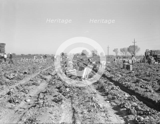 Lettuce cutting in the Imperial Valley, California, 1937. Creator: Dorothea Lange.