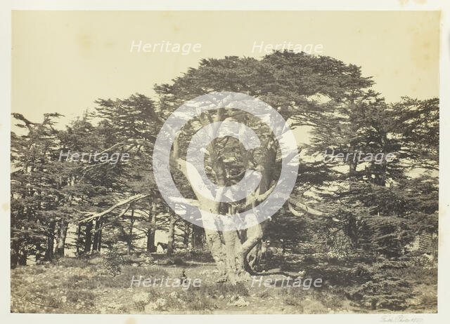 The Largest of the Cedars, Mount Lebanon, 1857. Creator: Francis Frith.