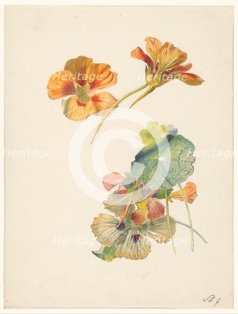 Study sheet with nasturtiums, 1824-1900. Creator: Albertus Steenbergen.