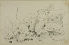 Clump of Leaves and Flowers, 1808/47. Creator: Joshua Cristall.