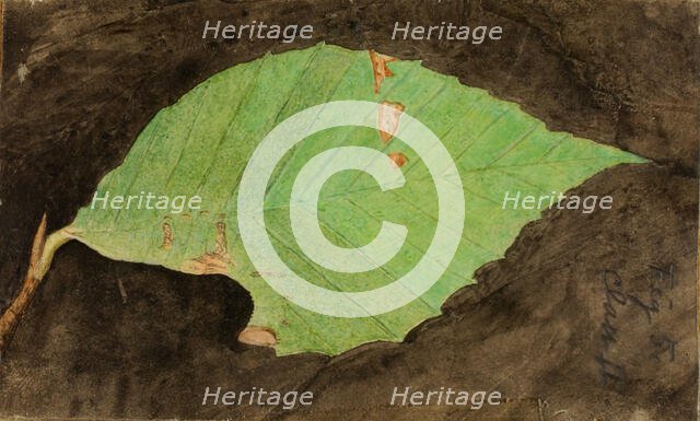Smaller Spotted Beach Leaf Edge Caterpillar..., late 19th-early 20th century. Creator: Emma Beach Thayer.