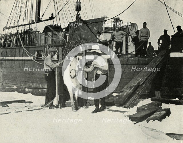'Disembarking the Ponies', c1910–1913, (1913). Artist: Herbert Ponting.