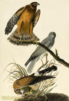 Hen Harrier, Circus Cyaneus, 1845.