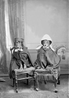 Dogs dressed in clothes, 1930s. Creator: Kirk & Sons of Cowes.