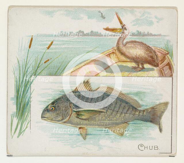 Chub, from Fish from American Waters series (N39) for Allen & Ginter Cigarettes, 1889. Creator: Allen & Ginter.