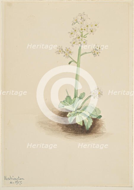 Early Saxifrage (Saxifraga virginiensis), 1917. Creator: Mary Vaux Walcott.
