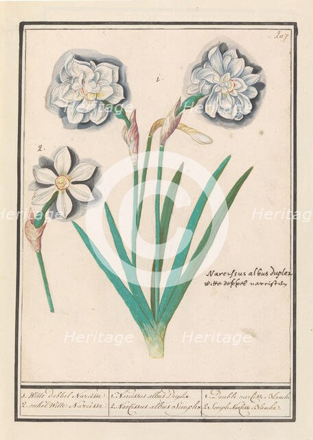 White Daffodil (Narcissus), 1596-1610. Creators: Anselmus de Boodt, Elias Verhulst.