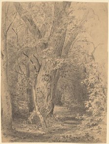 Tree and Foliage, probably c. 1873. Creator: Walter Shirlaw.