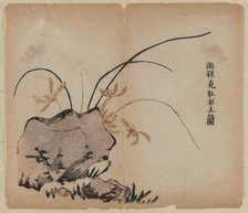 Orchid on Rocks, 18th Century. Creator: Unknown.