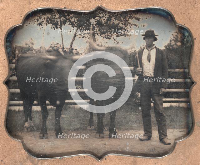 Two Oxen and Driver, 1850s. Creator: Unidentified Photographer.
