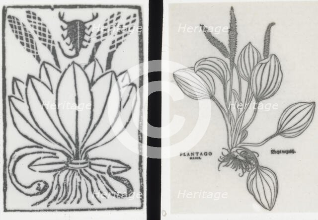 Reproduction of print showing Plantago plant, between 1915 and 1925. Creator: Frances Benjamin Johnston.