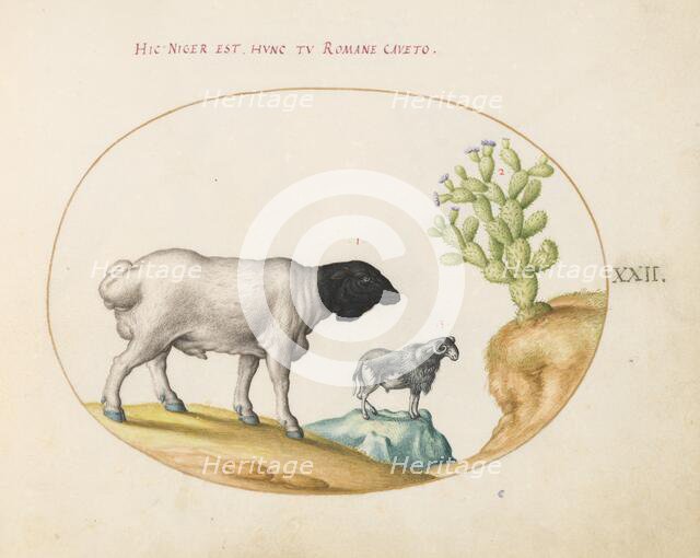 Animalia Qvadrvpedia et Reptilia (Terra): Plate XXII, c. 1575/1580. Creator: Joris Hoefnagel.