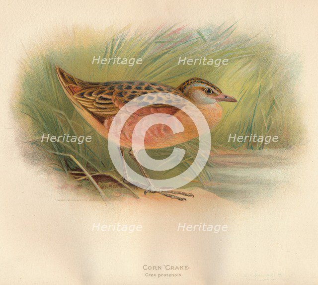 'Corn Crake (Crex pratensis)', 1900, (1900). Artist: Charles Whymper.