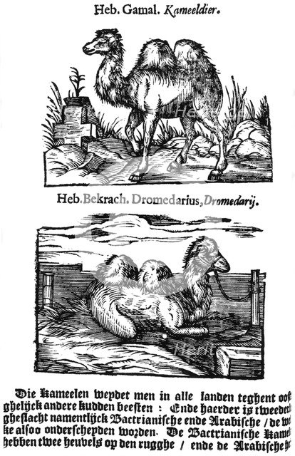 Pre-binomial classification of species, 1644. Artist: Unknown