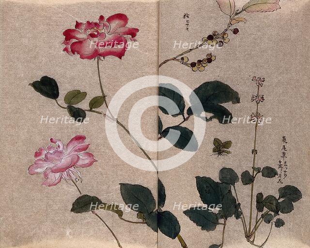 Two flowering roses (Rosa species) and two other unidentified plants. Creator: Unknown.