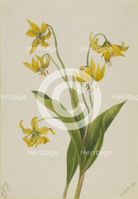 Glacierlily (Erythronium grandiflorum), 1899. Creator: Mary Vaux Walcott.