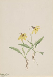 Lake Louise Arnica (Arnica louisiana), 1905. Creator: Mary Vaux Walcott.