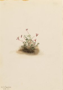 Small Cranberry (Oxycoccus palustris), 1911. Creator: Mary Vaux Walcott.