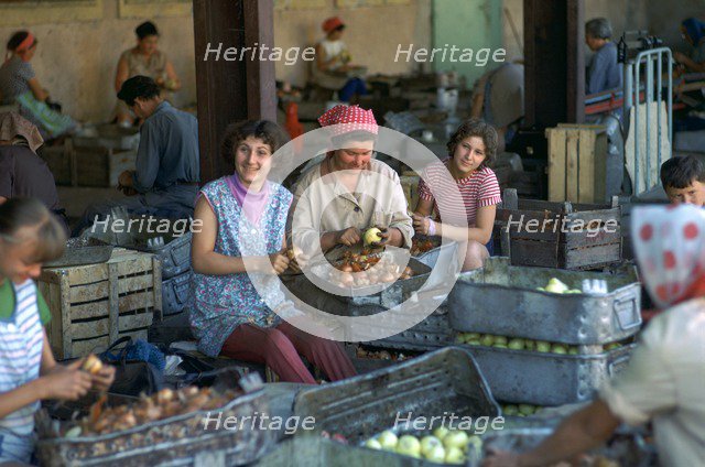 Workers at a factory preparing vegetables. Artist: CM Dixon Artist: Unknown