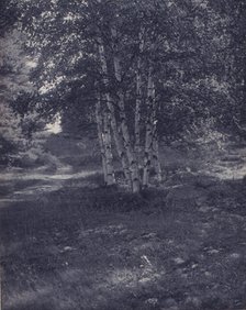 Birch trees along a path, c1900. Creator: W Radford.