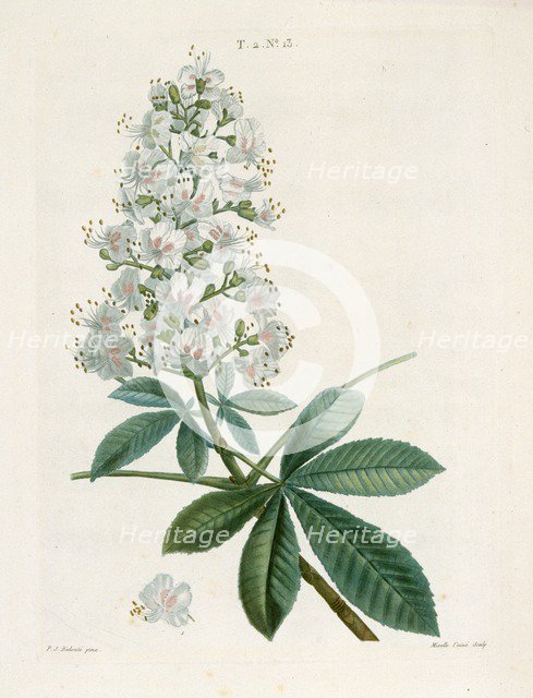 Aesculus Hippocastorum, (Horse-chestnut), c1800-1830. Creator: Pierre-Joseph Redoute.