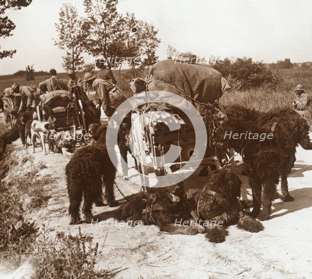 Supply dogs, c1914-c1918. Artist: Unknown.