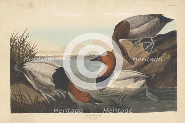 Canvas-backed Duck, 1836. Creator: Robert Havell.