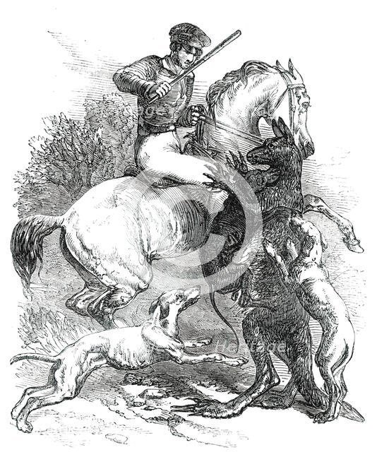 Killing a "Boomer", 1850. Creator: Unknown.