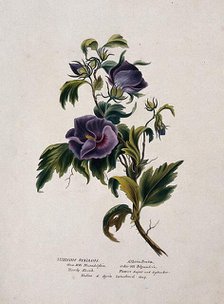 Rose-of-Sharon (Hibiscus syriacus): flowering stem, (c1850?). Creator: Unknown.