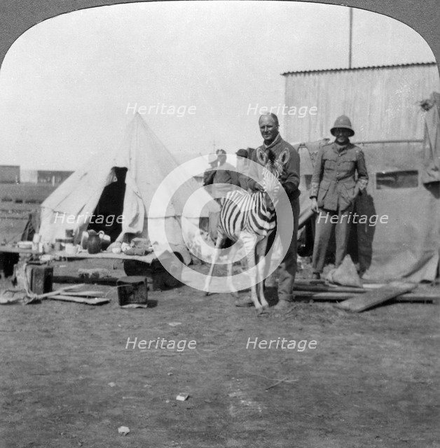 South African gunners with their pet zebra, East Africa, World War I, 1914-1918.Artist: Realistic Travels Publishers
