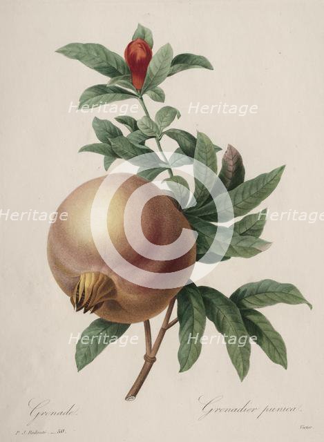 Choix des plus belles fleurs...plus beaux fruits: Grenade, 1827. Creator: Henry Joseph Redouté (French, 1766-1853).