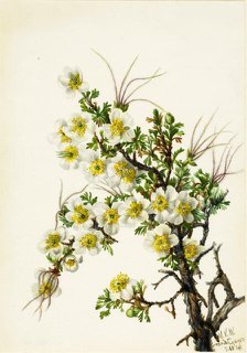 Cliffrose (Cowania stanshuriana), 1934. Creator: Mary Vaux Walcott.