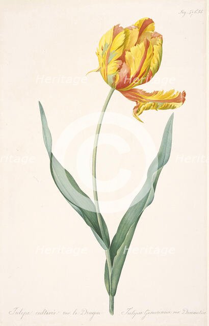 Tulipa Gesneriana var. Dracontia (Parrot Tulip) , 1816. Creator: Redouté, Pierre-Joseph (1759-1840).
