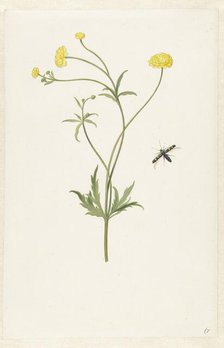 Double yellow ranunculus and insect, c.1674-c.1692. Creator: Pieter Withoos.