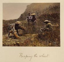 Reaping the Wheat, about 1873-1883. Creator: Shinichi Suzuki I.